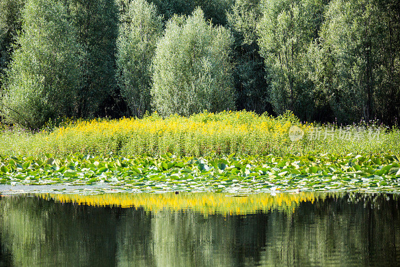 阿尔巴尼亚黑山的Shkodra Lake